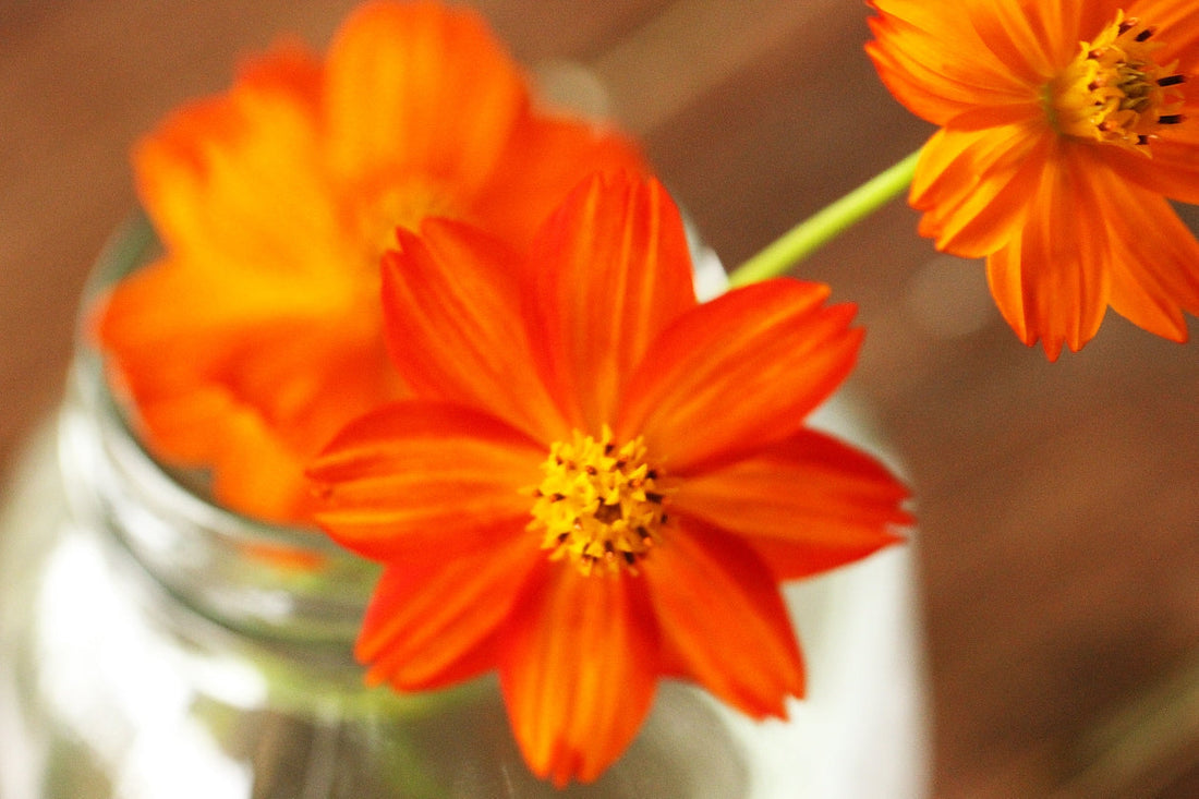 Dyeing with Cosmos: A Beginner’s Guide