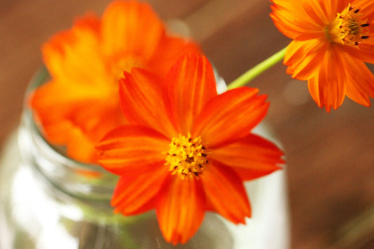 Dyeing with Cosmos: A Beginner’s Guide