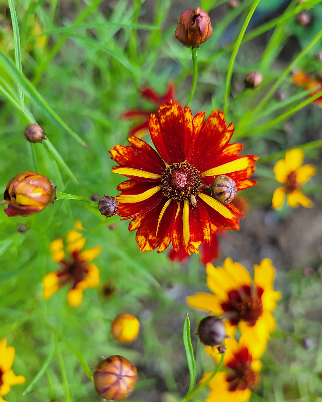 Coreopsis: The Sunshine Flower for Natural Dye Gardens