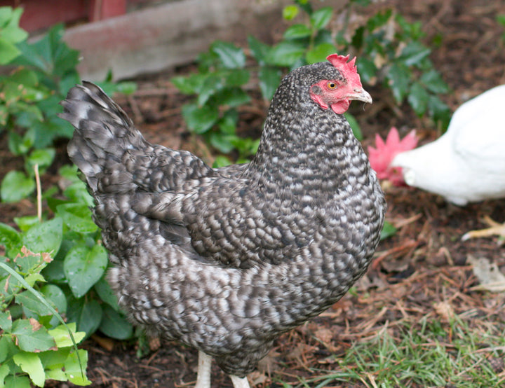 {8/15} Backyard Chicken Basics