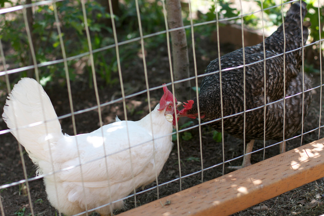 {8/15} Backyard Chicken Basics
