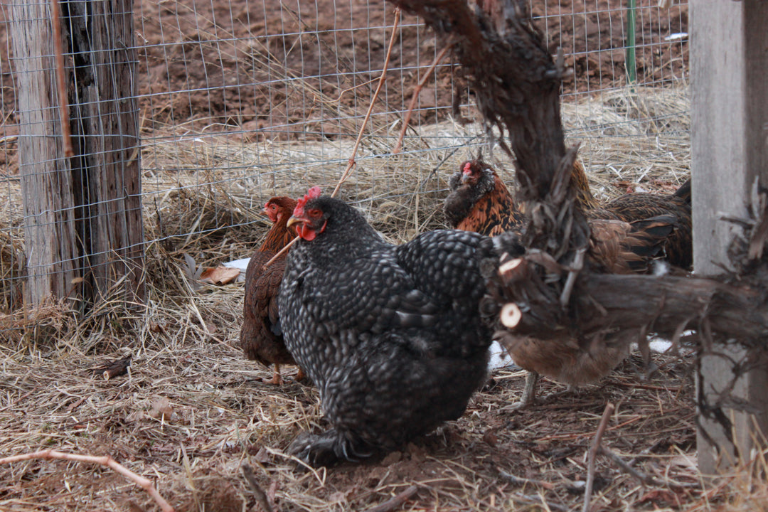 {8/15} Backyard Chicken Basics