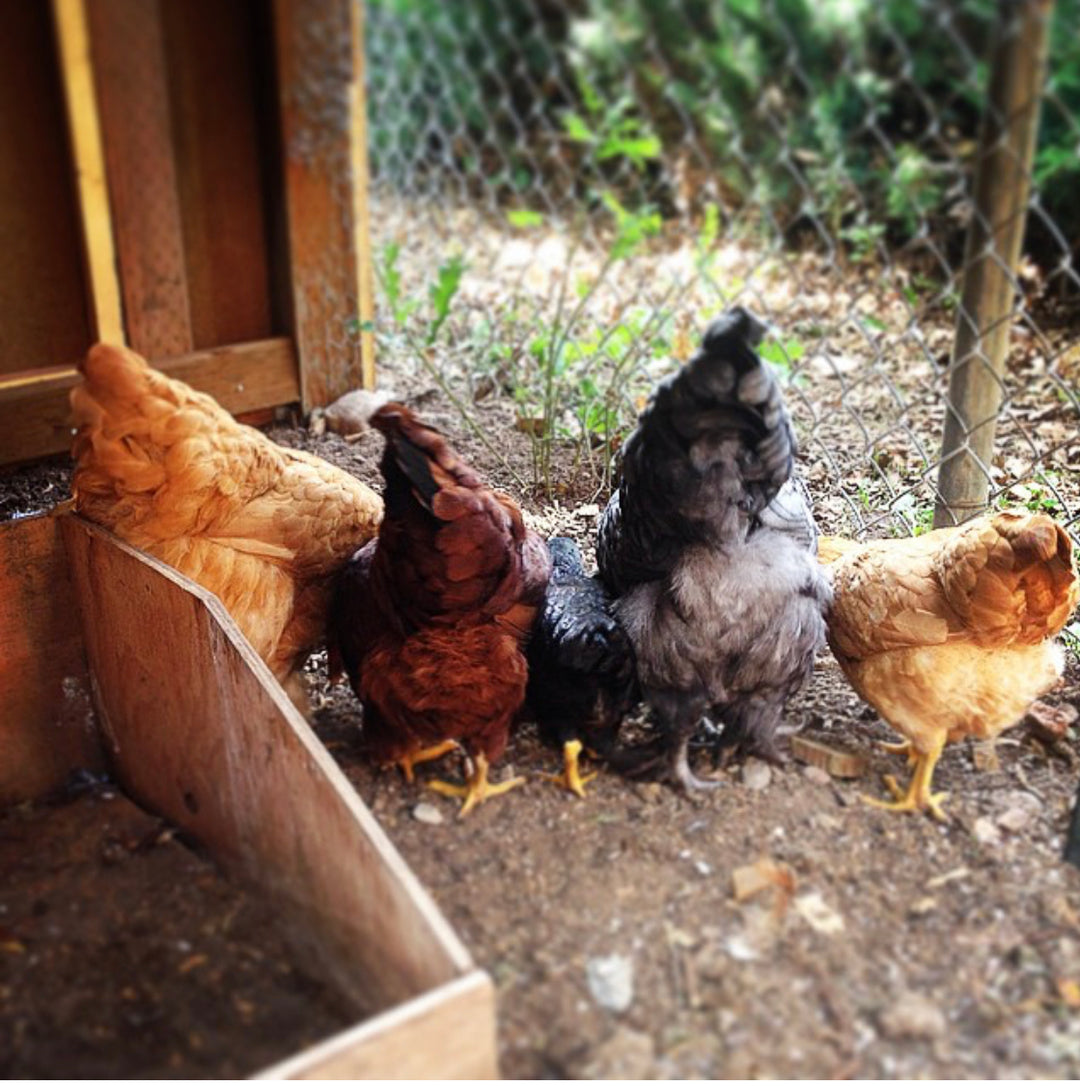 {8/15} Backyard Chicken Basics