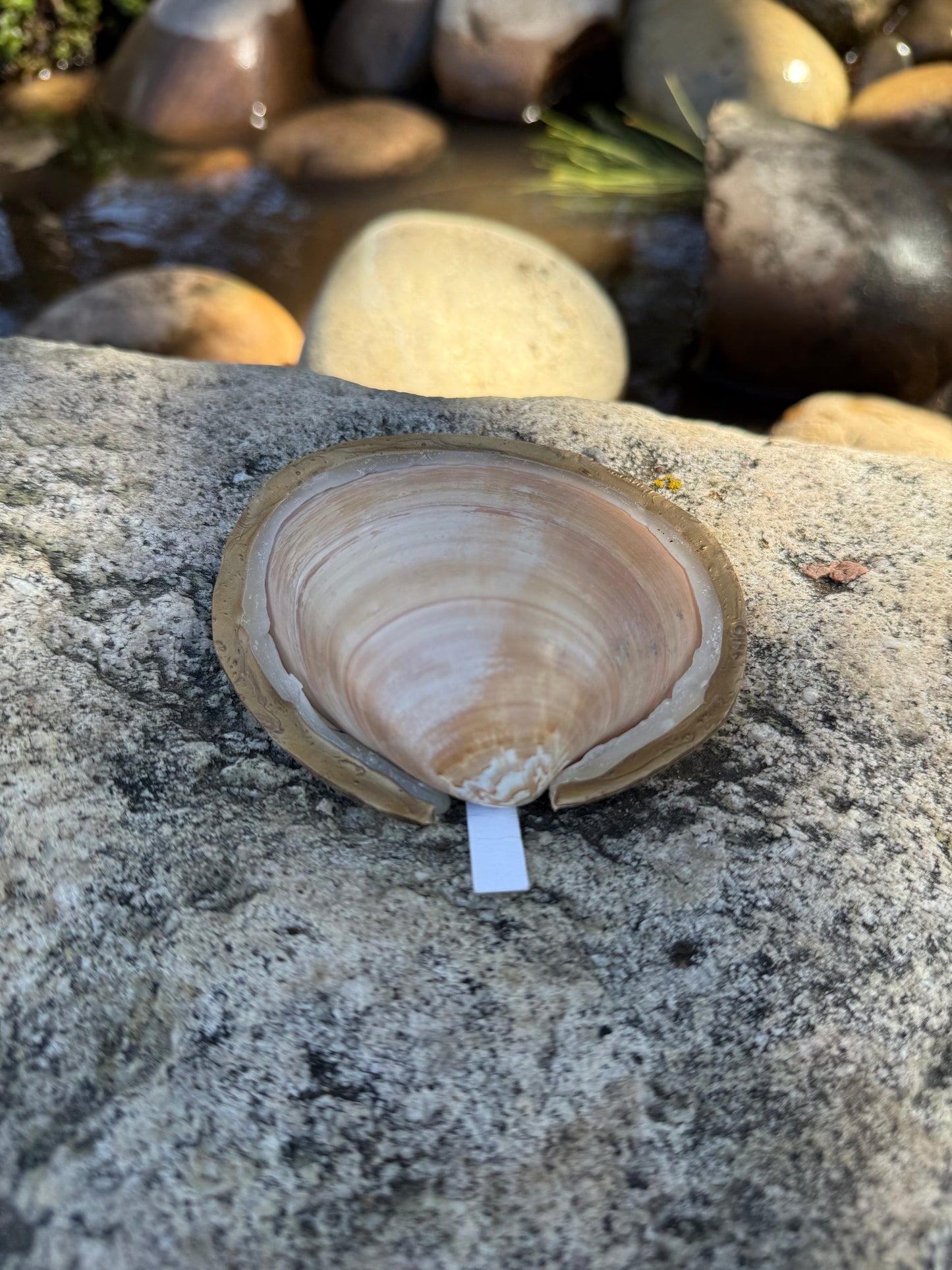 {5/9} All Ages: Treasure Shells